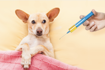 vaccin chien