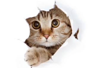chat