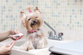 chien dents