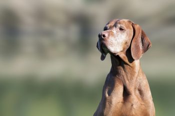 Portrait of a beautiful old Hungarian Vizsla dog