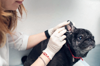 oreille chien