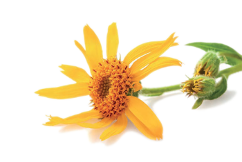 arnica