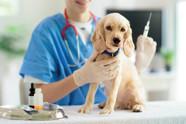vaccin chien vaccin chien
