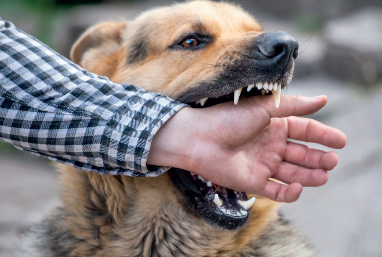 chien mords homme chien mords homme